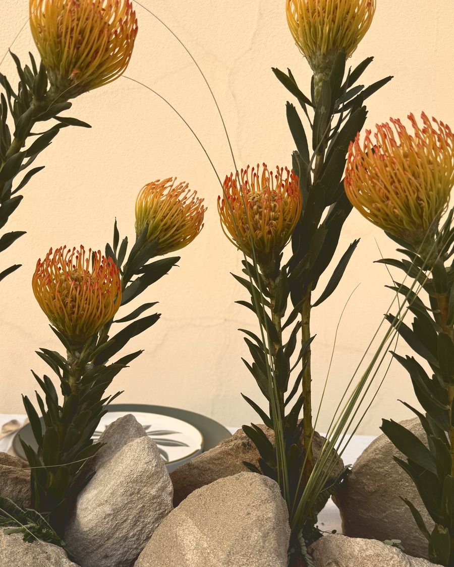 Orange pincushion proteas rising between pale stones on the table